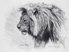"Lion Study"
