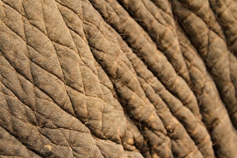 Creature Elephant Skin Texture Pack (+ Video) Aaron Blaise