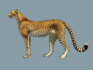 How to Draw Cheetahs