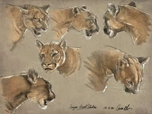 How to Draw Big Cats Animal Course