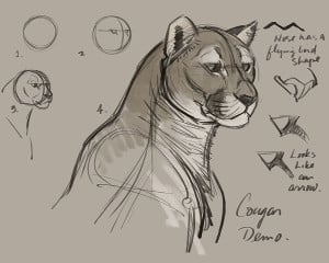 How to Draw Cougars