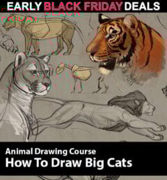 How to Draw Animals Course - Big Cats