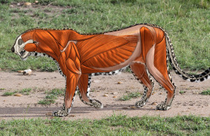 Animal Anatomy - How to Draw Big Cats