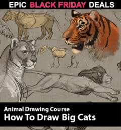How to Draw Animals Course - Big Cats