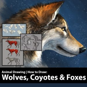 learn to draw wolves