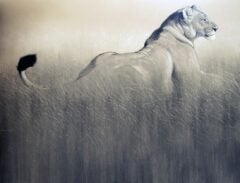 "Lioness Charcoal" Framed Original