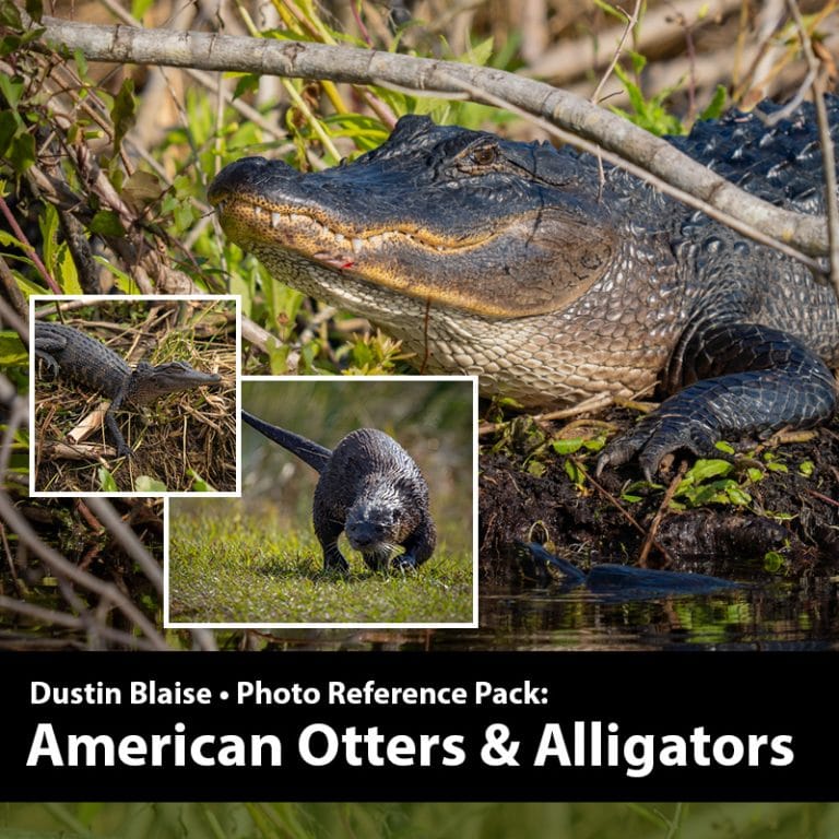 ON SALE! Photo Reference Bundle for Artists - Over 600 Images