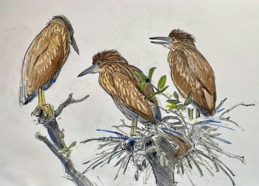 Immature Black-crowned Night Herons Life Sketch 20" x 14" (2014)