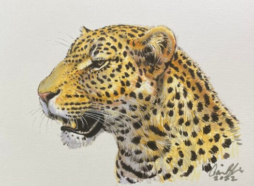 Leopard Marker Portrait 12" x 9" (2022)