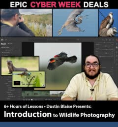 Introduction to Wildlife Photography with Dustin Blaise