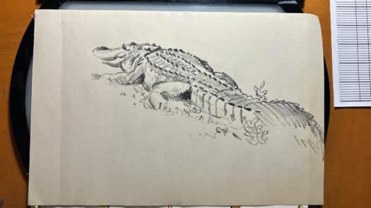 "Gator from Life" Original Drawing by Aaron Blaise - Image 2