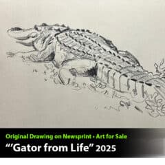 "Gator from Life" Original Drawing by Aaron Blaise
