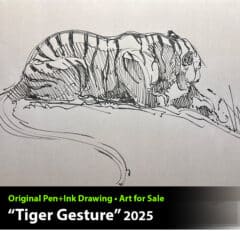 "Tiger Gesture" Pen & Ink Drawing