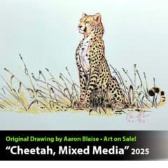 "Cheetah, Mixed Media" Original Drawing by Aaron Blaise