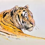 August Tiger