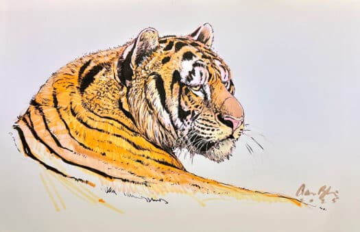 "August Tiger" Original Mixed Media Drawing by Aaron Blaise - Image 2