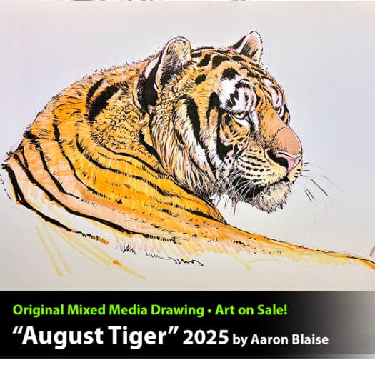 "August Tiger" Original Mixed Media Drawing by Aaron Blaise