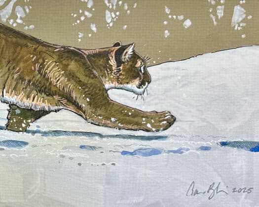 "Mountain Lion in Snow" Mixed Media Drawing - Image 3
