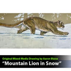 "Mountain Lion in Snow" Mixed Media Drawing