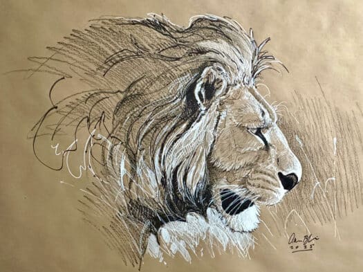 "Lion in Profile" Original Large Format Drawing - Image 3