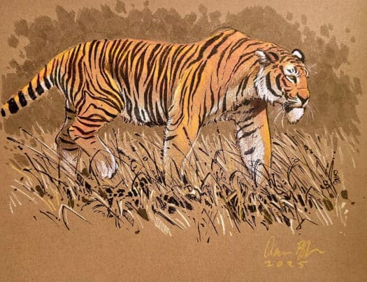 "Tiger on Toned Paper" Original Mixed Media Drawing by Aaron Blaise - Image 2