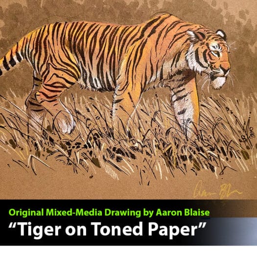 "Tiger on Toned Paper" Original Mixed Media Drawing by Aaron Blaise