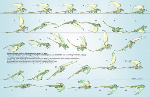 LIVE "Drawing Prehistoric Beasts with Terryl Whitlatch" (2 Day Workshop) - Image 6