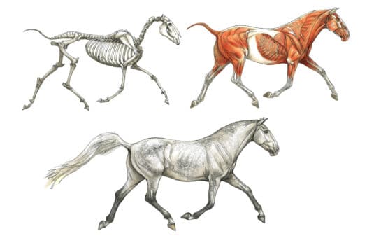 LIVE "Drawing Prehistoric Beasts with Terryl Whitlatch" (2 Day Workshop) - Image 7