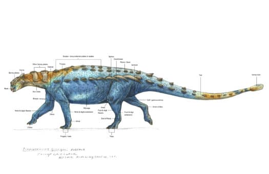 LIVE "Drawing Prehistoric Beasts with Terryl Whitlatch" (2 Day Workshop) - Image 5