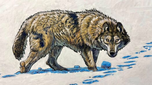 "Wolf in Snow" Mixed Media Drawing - Image 3