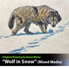 "Wolf in Snow" Mixed Media Drawing