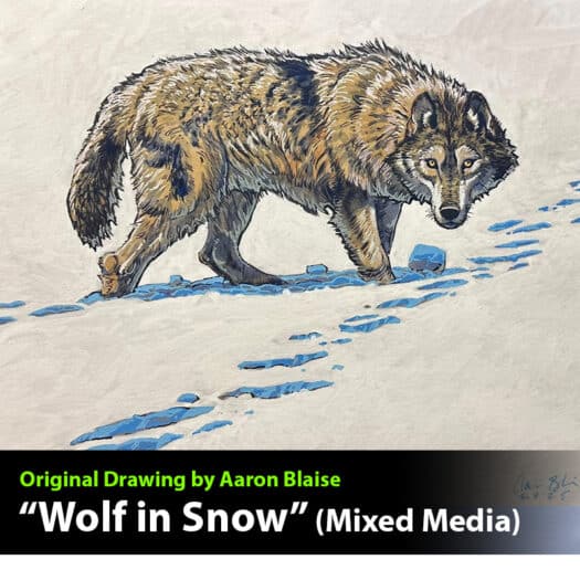"Wolf in Snow" Mixed Media Drawing