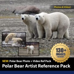 Polar Bear Photo Reference Pack by Aaron Blaise