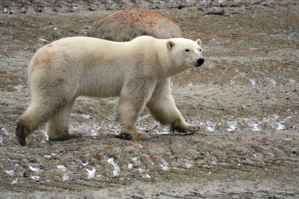 Polar Bear photo reference for Artists