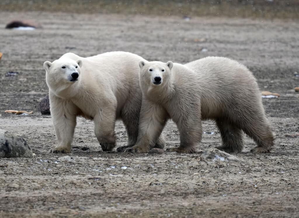 Polar Bear photo reference for Artists