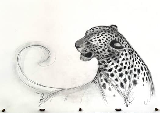 Leopard Slinking Drawing