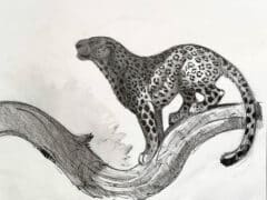 "Leopard in Tree 2026" (Original Drawing)