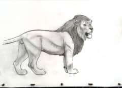 "African Lion #2" 2026 Original Drawing