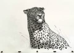 "Wise Leopard" 2026 (Original Drawing)