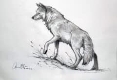 "Watchful Coyote" 2026 Drawing
