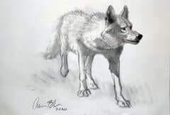 "Coyote on Alert" 2026 Drawing