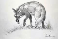 "Wild Coyote" 2026 Drawing