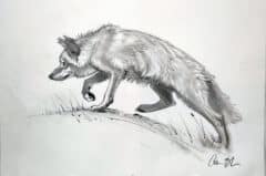 "Coyote on the Move" 2026 Drawing