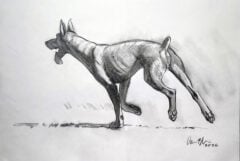 "Doberman at the Dog Park" 2026 Drawing