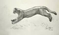 "Mountain Lion Stride" 2026 Drawing
