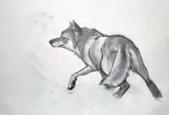 "A Wolf on the Move" 2026 Drawing