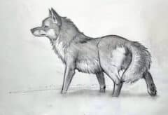 "Wolf in Snow" 2026 Drawing