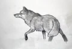 "Wolf at the Ready" 2026 Drawing