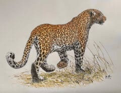 "Large Leopard in Watercolor & Ink" (Original Painting)